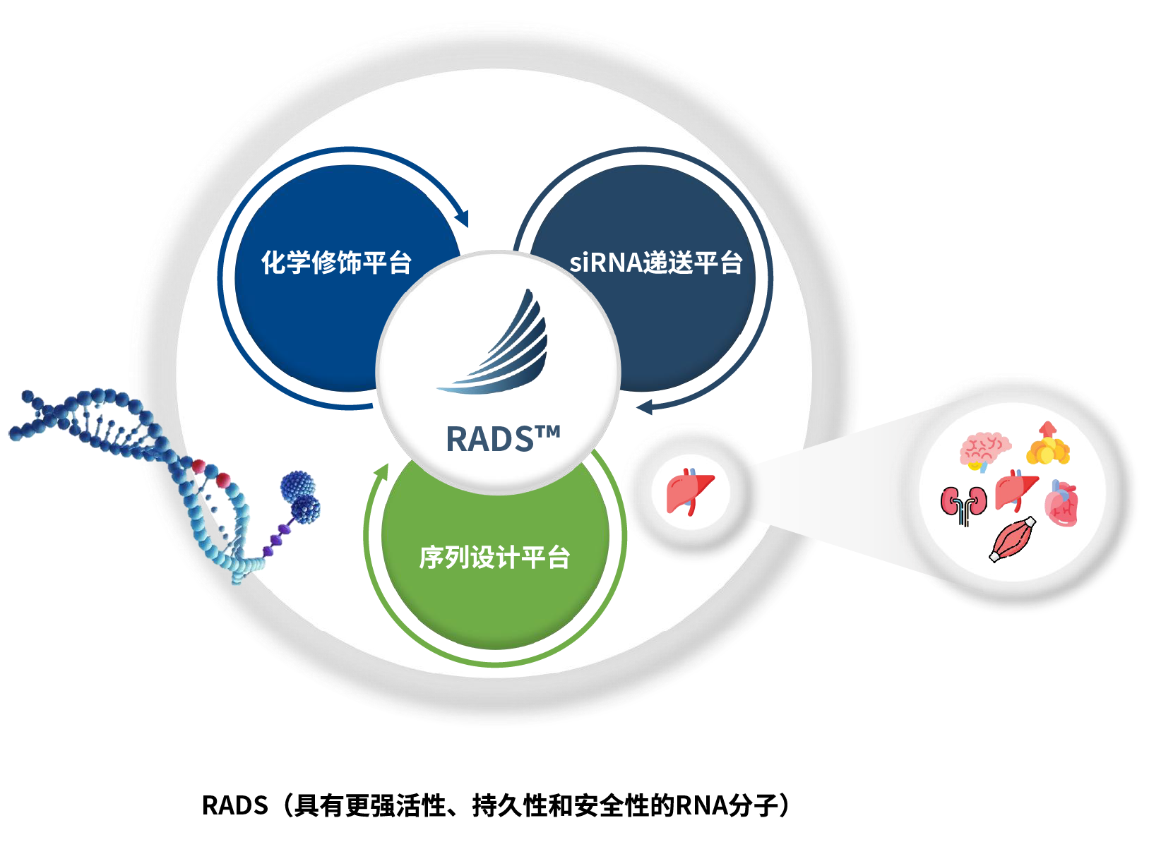 舶望图片-中文版
